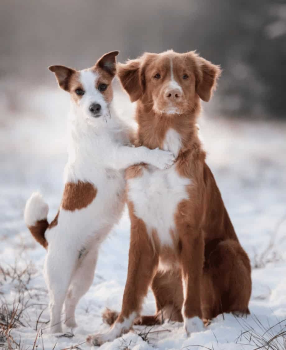 Pawsome Friends