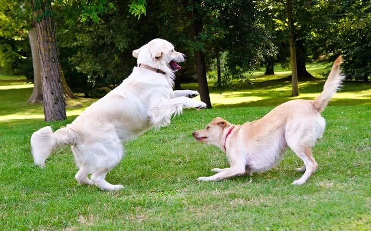 pet friendly parks