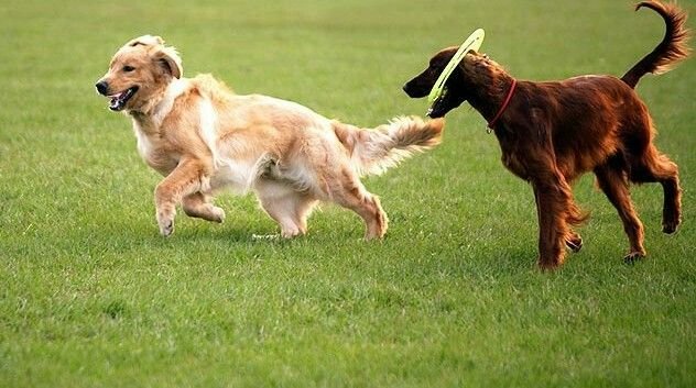 pet friendly parks