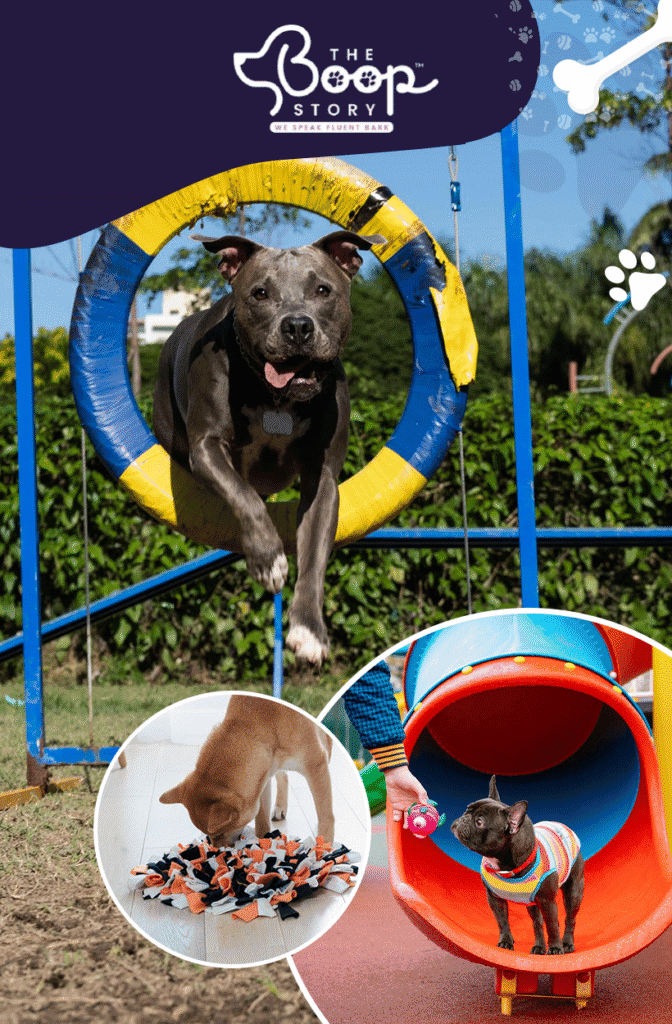 5 Fun Enrichment Activities for Your Dog