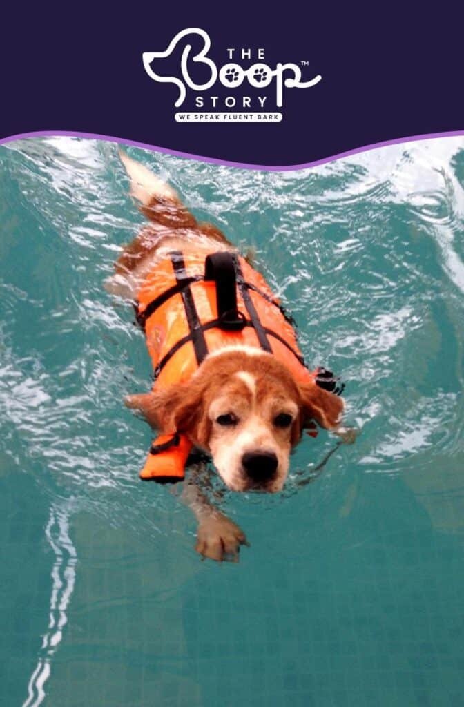 Dog swimming safely in a pool wearing a life jacket