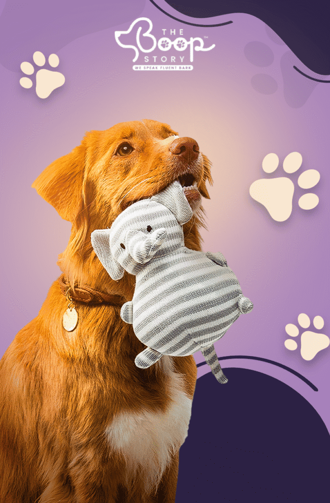 How to Keep Your Dog Safe in Outdoor Activities