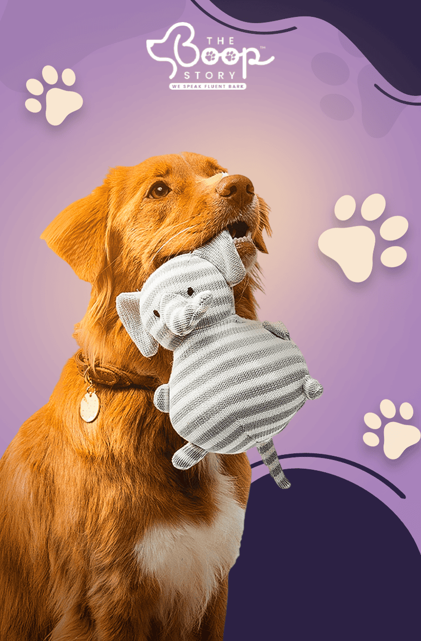 How to Keep Your Dog Safe in Outdoor Activities