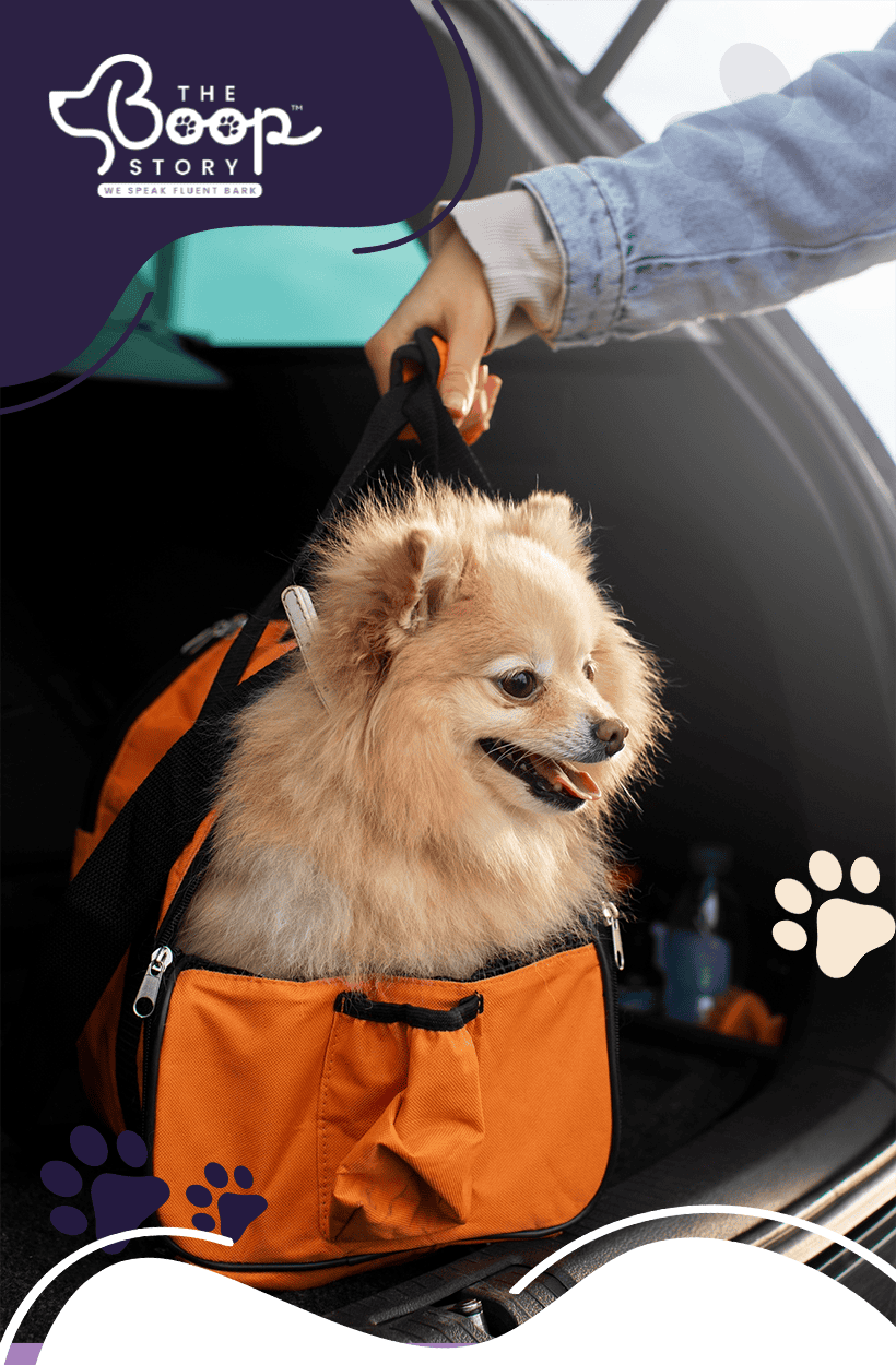 Travel Safety Tips for Adventures with Your Dog - The Boop Story