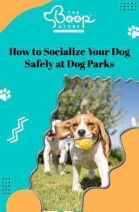 How to Safely Socialize Your Dog at Dog Parks