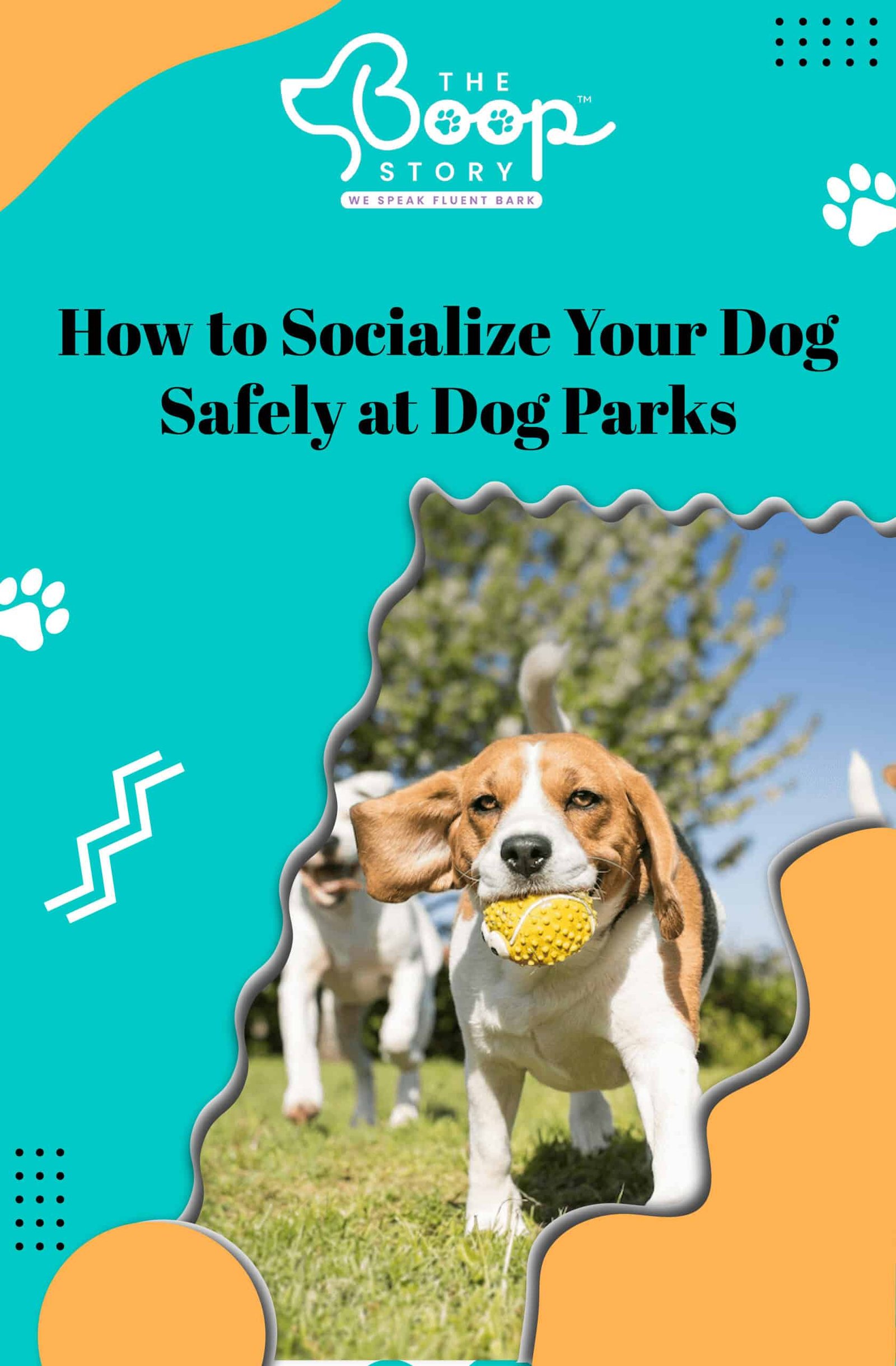 How to Safely Socialize Your Dog at Dog Parks